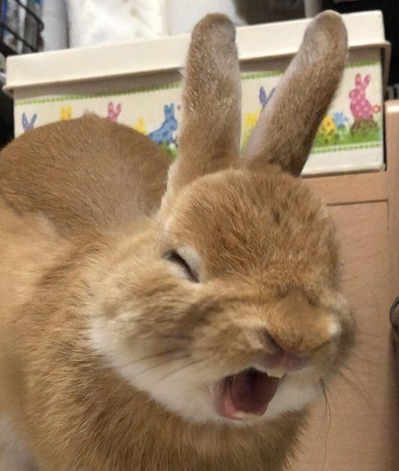 Photo of a cute bunny yawning, which makes it look like it's screaming. This is also, coincidentally, how I feel about this non-stop heat.