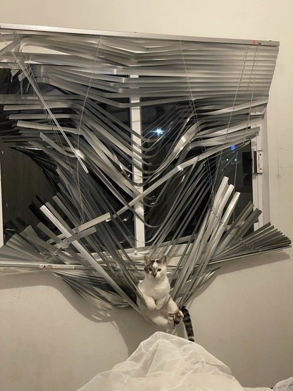 Photo of a cat that's hanging in the middle of some windows blinds that have been pulled down and ruined by some unknown force. Hey, at least they used as a kitty hammock now (Always gonna look at the bright side of things)...