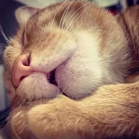 Close up photo of a orange cat sleeping with his mouth slightly open. He must be sleeping very good. Oh, you can also see the kitty's small from teeth!