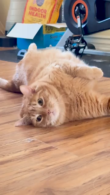Video of a fluffy and chunky orange cat rolling on its back several times while yawning. Very important plans.
