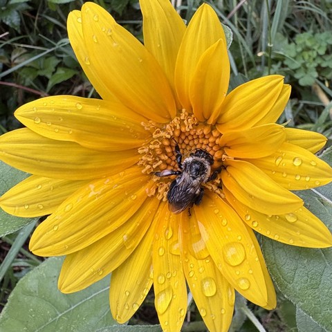 wet honeybee on bright yellow flower