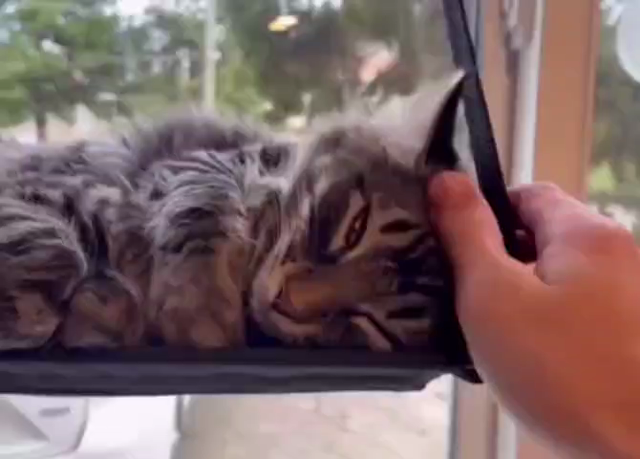 Video of a cat snuggling in a little cat bed hanging on a window. You see the human pet the kitty and then another identical looking kitty that was buried under the first kitty pops its head up.