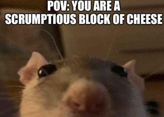 POV: You are a scrumptious block of cheese.

[Close-up photo of a mouse only showing its eyes and nose]