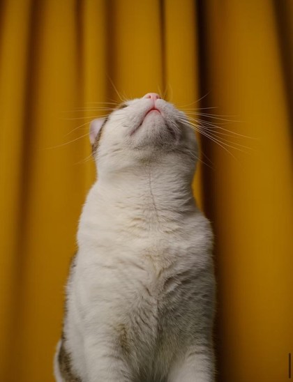 Photo of a cat with its head raised while sniffing in the air.