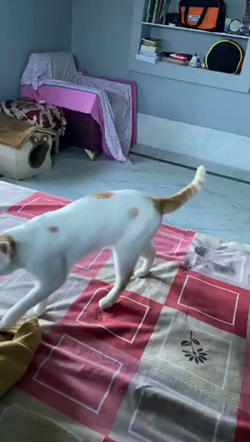 Video of a white and orange cat walking up and greeting its owner by meowing a bunch. The kitty keeps meowing as it nestles down on a blanket on the bed next to the human, closes its eyes, and give a big yawns. Such a sweet little cat. Must of had a busy day! :3