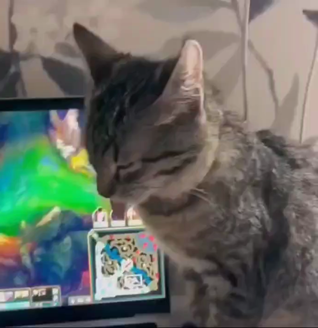 Video of a cat that fell asleep with it pink tongue flopped out while sitting next to a laptop. The kitty's eyes are closed as it wobbles around trying not to fall over.