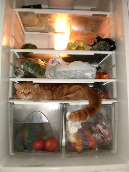 Photo of a fridge that's full of vegetables and a fluffy orange cat who is "hiding" on the bottom shelf.