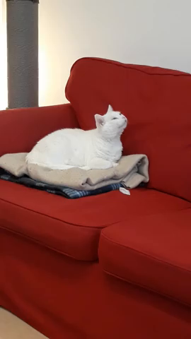 Video of a white cat laying on a blanket on a red sofa while sniffing the air with gusto. Kitty gets up and walks to the end of the couch while continuing to sniff, then eventually decided to find the tasty smelling source.