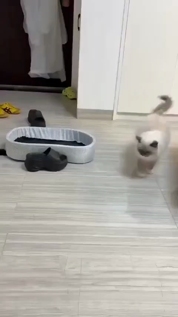 Video of a fluffy cat walking by when all of a sudden the cat bed nearby lunges at the cat. The fluffy cat thwarts the paw assault only to be attacked again by the now visible black kitten underneath. The void kitty quickly retreats back to under the bed to resume its fluffy war campaign. The very last bit of the video shows the fluffy cat smacking at the black kitten's paw.