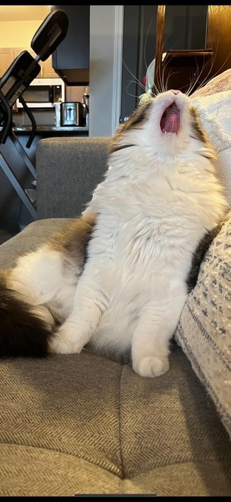 Photo of a fluffy cat on a sofa while it yawns dramatically while looking straight up.