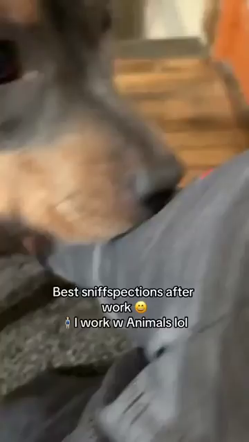 Best sniffspections after work
I work with animals

Video shows someone getting sniffed intensely for one and a half minutes by their dogs. They are very interested in all the new smells and ready go to town sniffing their owner. Cats may sniff a bunch at new and interesting smells, but nothing beats a dogs with a curious nose!