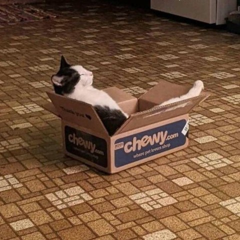 Photo of a black and white cat that's sitting in a chewy.com box in the middle of a kitchen while leaning back leg kicked out and sleeping. 

"I'm not napping. I'm strategizing."