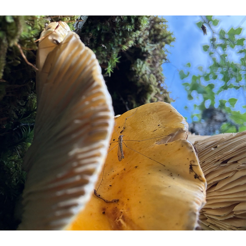 an insect hiding in a large yellow mushroom