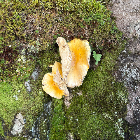 two large yellow mushrooms in a mossy patch of soil hanging off a rock