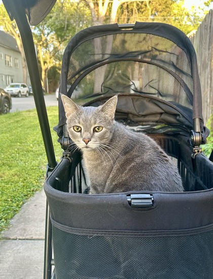 Grey cat in a black stroller while on a walk on a sidewalk in a neighborhood 