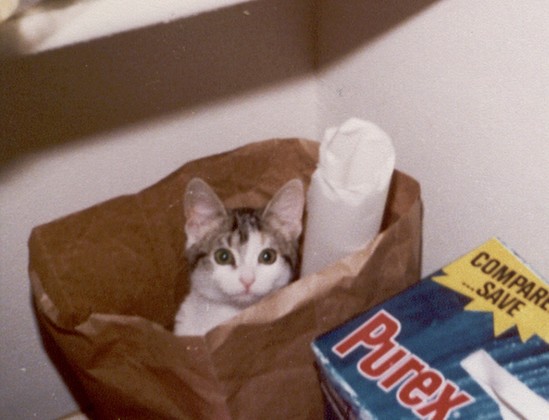 Calico cat looking up while sitting in a paper bag in a closet
