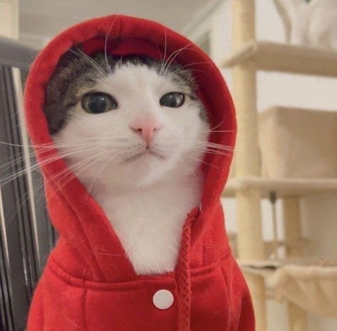 Photo of a cat wearing a red hoodie.