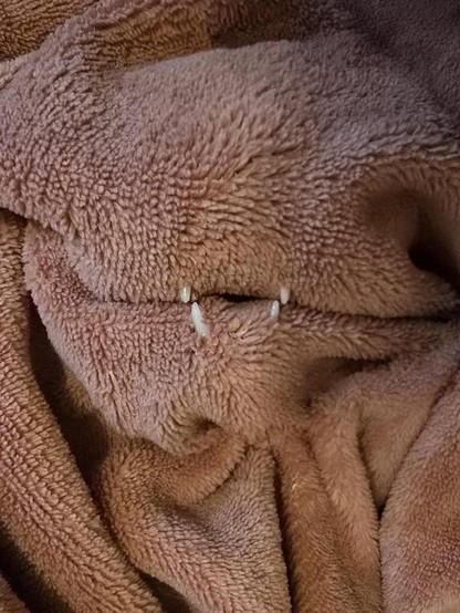 Photo of a brown bath towel with four cat teeth sticking out of it. Almost like a kitty is chomping down on anything moving near the towel, for example hands. Om nom nom