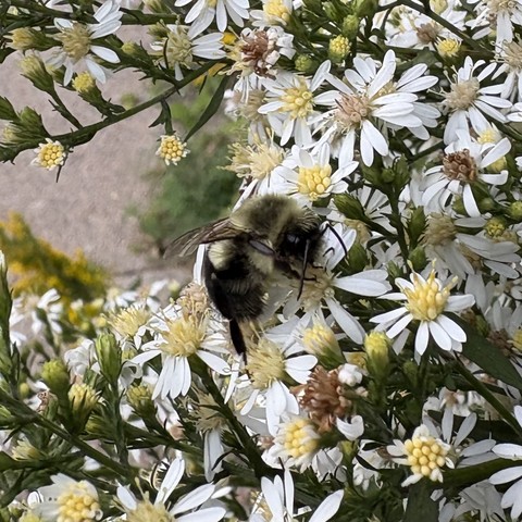 sleepy bee on some flowers