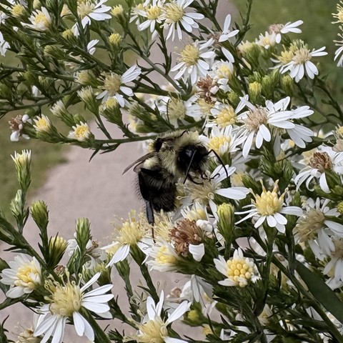 bee stretching in the morning looks like he's scratching his head