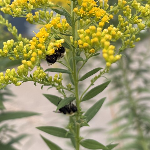 two sleepy bees on a goldenrod plant