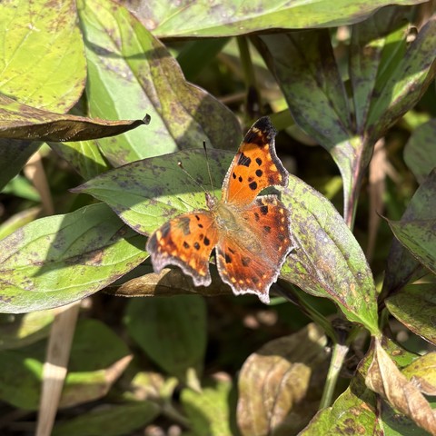 butterfly? moth? with orange wings