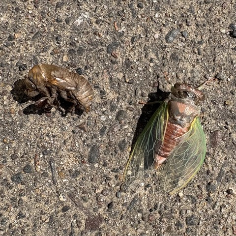 freshly molted cicada