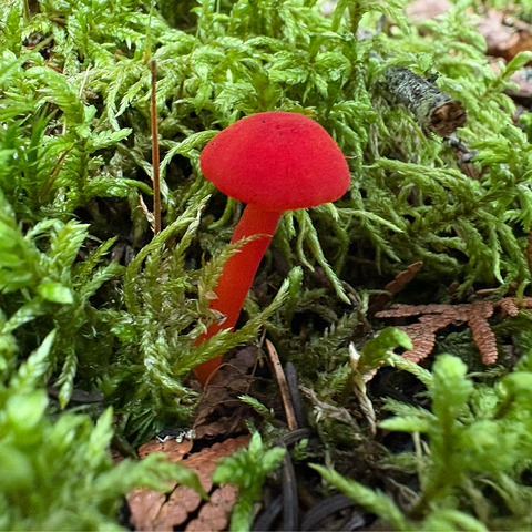 a tiny bright red mushroom among tiny ferns