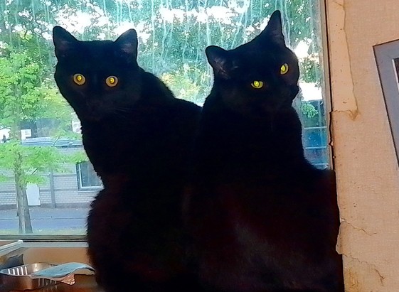 Photo of two black cats sitting in the window while looking back at the camera with their green eyes. Because of the fact that they're the color of the void, you can't tell where one ends and the other begins, so it looks like a kitty with two heads.