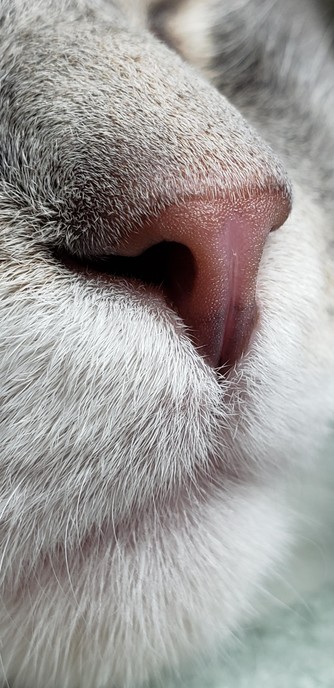 Extreme close up photo of a cat's nose and fuzzy little chin.