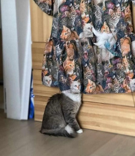 Photo of a cat "hiding" behind a cat themed dress hanging on a dresser. The kitty is only hiding its head, as the rest is clearly visible. The part of the dress the kitty is hiding behind, however, has a tiny cat head that makes it look like it's part of the real cat... only much smaller.