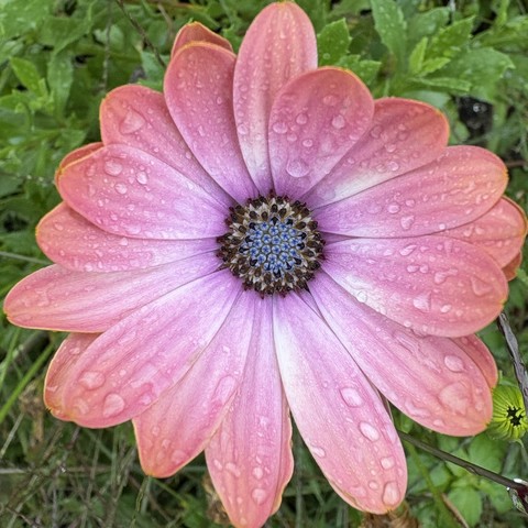 closeup of a pink/purple flower with a light blue/black center