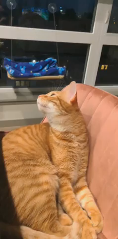 Video of an orange cat laying on a bar stool while sniffing the smell of the cooking going on in the kitchen. The food being cooked, by someone in the kitchen with glasses and shoulder length hair tied in a bun, smells so good the kitty even closes his eyes to get a better sniff of their food. I bet it's some tasty salmon in the oven...