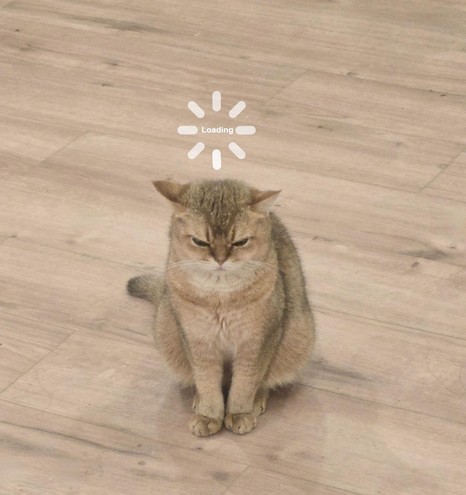 Photo of a grumpy looking cat sitting on a hardwood floor with a loading symbol above the kitty