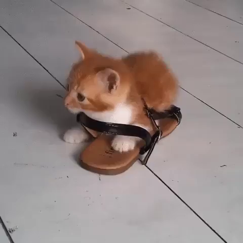 Video of an silly orange & white kitten "hiding" in a shoe with straps. (The kitty is very visible)