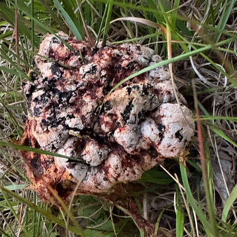 a mottled lumpy orange, white, and red mushroom. maybe parasitized?