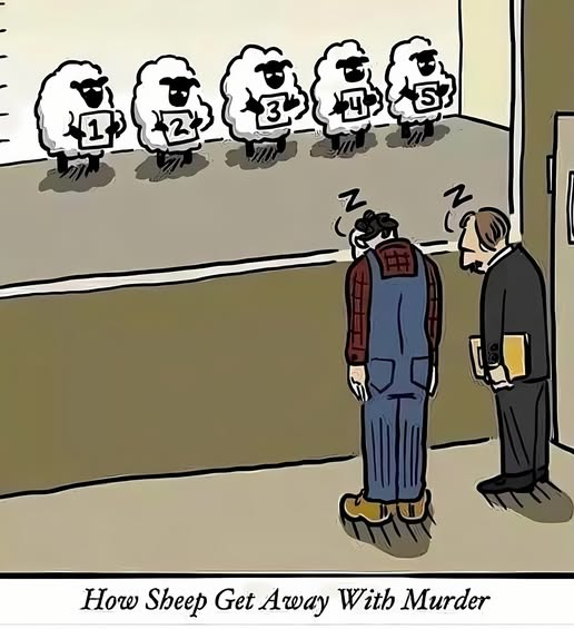 Cartoon: In einem Verhörraum stehen fünf Schafe mit weißer Wolle und schwarzem Kopf nebeneinander in einer Gegenüberstellung, jedes trägt eine Nummer von 1 bis 5. Vor der Glasscheibe stehen zwei Männer, einer im Overall, der andere im Anzug mit einer Mappe. Beide sind eingeschlafen und neigen den Kopf nach vorn. Über ihnen schweben "Zzz"-Zeichen. Bildunterschrift: "How Sheep Get Away With Murder".