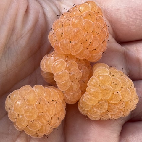 4 golden raspberries in the palm of my hand