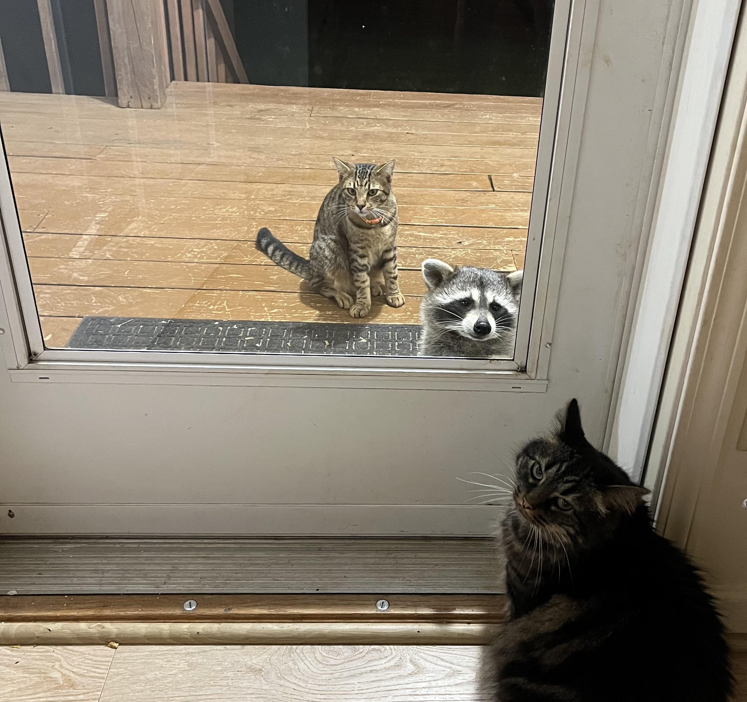 A cat and a raccoon on an outside porch looking in through a glass door. Another cat on the inside of the door is looking back towards the camera with an expression of ‘let the new guests in’.
