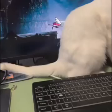 Video of a white cat sitting and licking its lips while in front of a computer monitor with Silksong playing in the background. Hornet tries her best, but she cannot defeat this boss.
