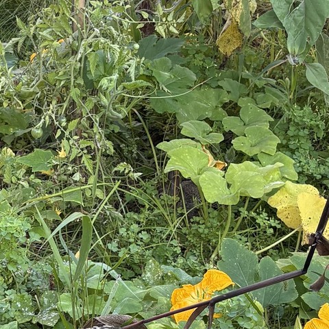 animal hiding in an overgrown garden