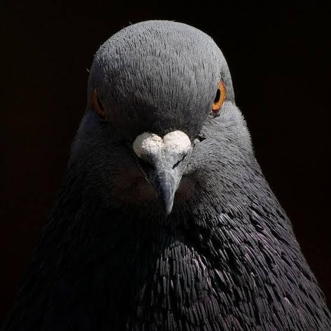 Photo of a pigeon looking directly at the camera with dramatic lighting, which makes it look kind of mad.