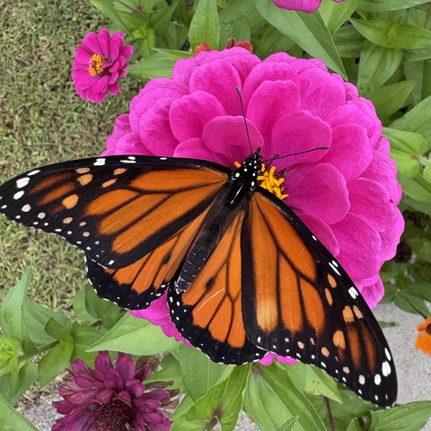 Monarch with wings open on on a bright pink zinnia