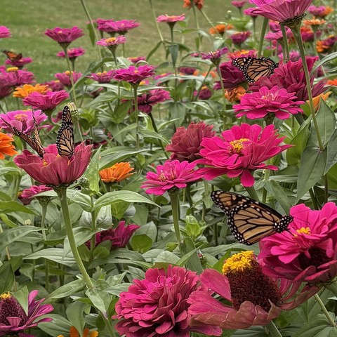 A kaleidoscope of monarchs on a bunch of zinnias