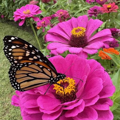 Monarch with wings closed on on a bright pink zinnia