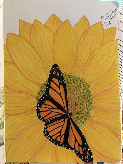 drawing of a monarch with wings open on a sunflower