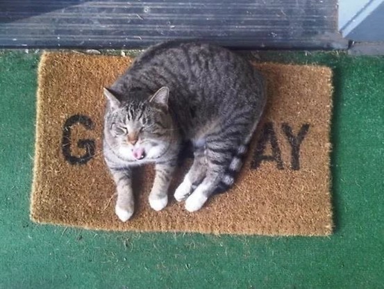 Photo of a cat yawning as it lays on a front door mat. The only letters that can be seen on the mat are G-AY (that's spell gay, btw)