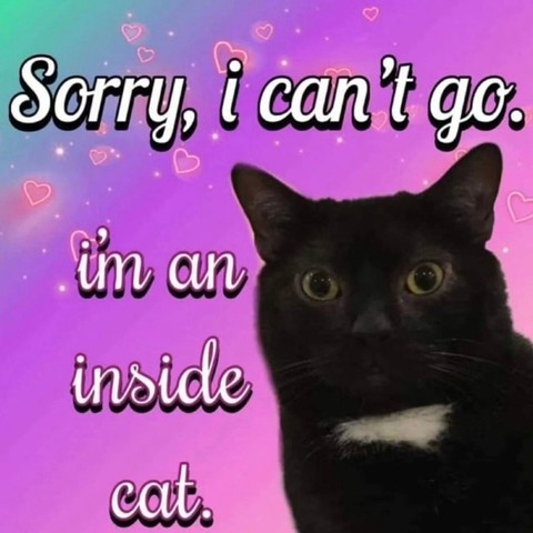 Photo of a black cat with a white spot on its chest who is looking at the camera. The background is a teal to pink gradient with pink hearts and a caption that says:
Sorry, i can't go. 
i'm an 
inside 
cat.