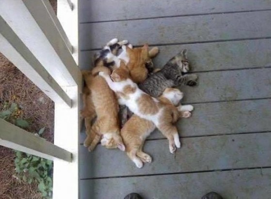Photo of a pile of six, maybe seven kittens, all laying on each other on a back porch. Must be tiring being that cute all the time. By the way, have I ever told you I really like kitty cats... because I do :3