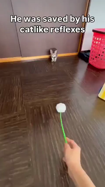Video of someone playing with a small kitten across the room by sliding a poof ball on a stick near them. The kitty looks at it for 3 seconds before reacting by attempting to jump. The jump, however, just leads to the silly kitty slipping and falling. Caption says:

He was saved by his
catlike reflexes